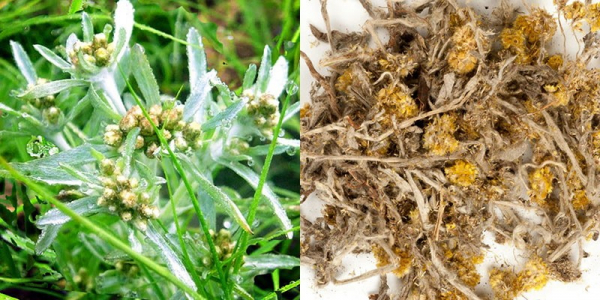 Невзрачная трава сушеница топяная — «верный страж» нашего здоровья